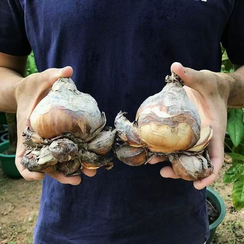 2 naked bulbs of narcissus
