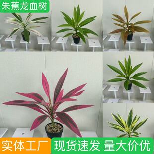�羳����ľ��Ѫ���콶�Gֲ�҃��쾰ֲ��廨��ķ����~�b����l