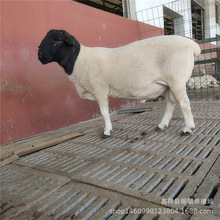 厂家批发杜泊绵羊肉羊 养殖杜泊绵羊肉羊 成本低 利润高