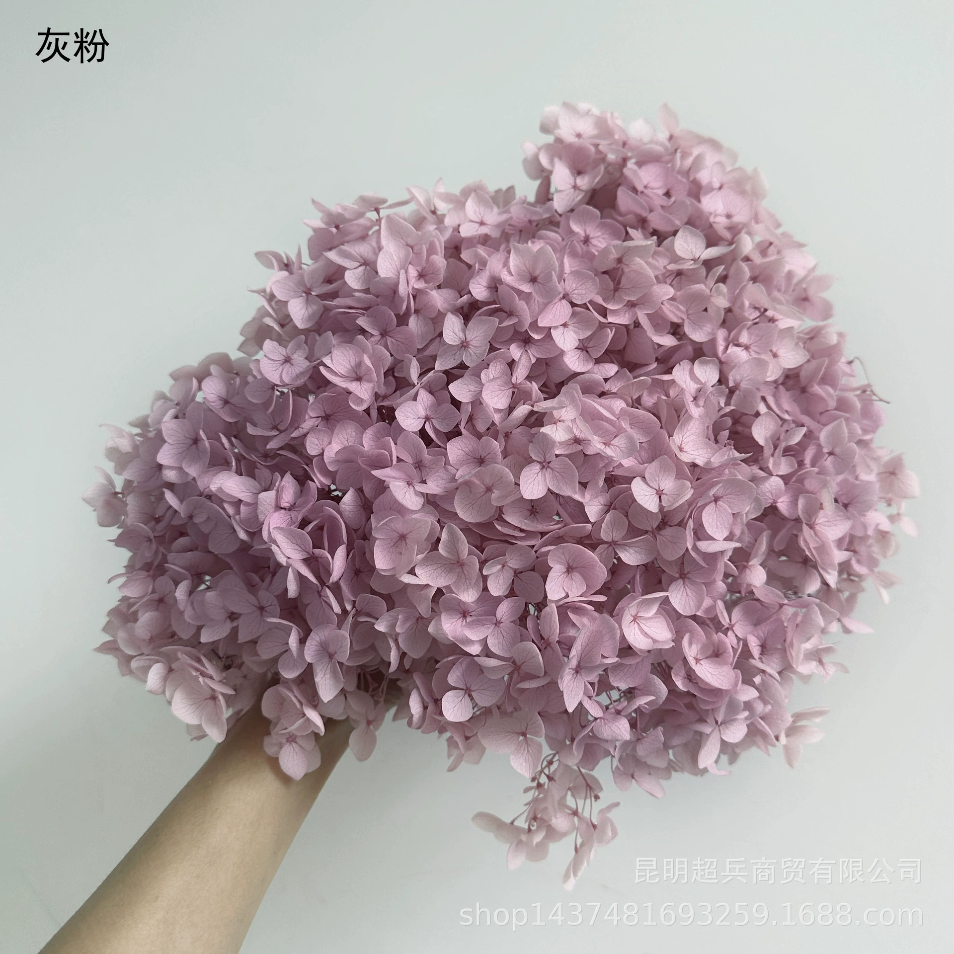 [Вечная Life Flower Hydrangea] Анна Градиентный цвет Лист Hydramid Книга цветов оптом DIY цветочная коробка материал для просмотра