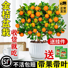 ۘԿʳÎƤļӘ͏d҃ûܾGֲ