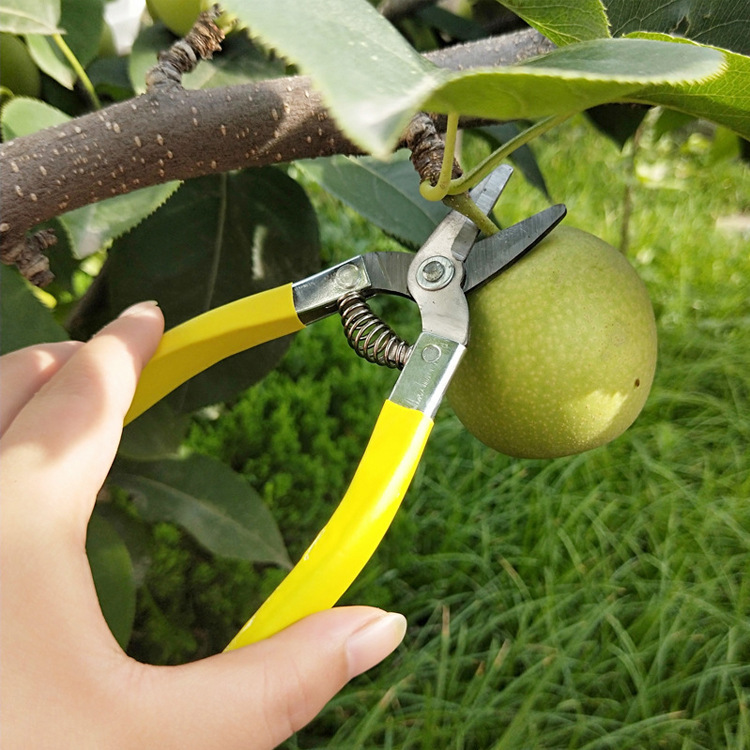 不锈钢修枝剪 摘果剪刀 多功能强力剪 便携园林工具 园艺花艺剪
