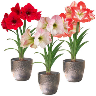 Four Seasons Easy-To-Live Perennial Dutch Double-Petaled Amaryllis Bulbs Potted Florals Indoor Balcony Courtyard