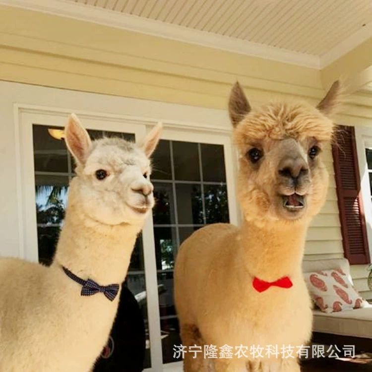 Pet Alpaca Cub Жилые живописные места Аренда Русалка Представление Торговый центр Мероприятия Аренда выставок Meng Pet Garden