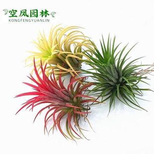 �՚��P��o��ֲ����˻����k���҃����B���ԾGֲ����[����ľ�쾰