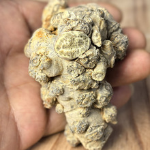 水洗冻干三七不打蜡500可起批散装批发云南文山产