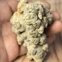 文山云南散装水洗三七