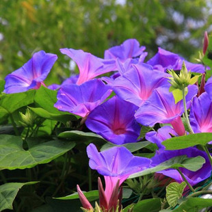 Flower Friends Show: Mixed Color Morning Glory Flower Seeds, Flower Seeds, Climbing Plant for Courtyard and Roadway Greenery Creation