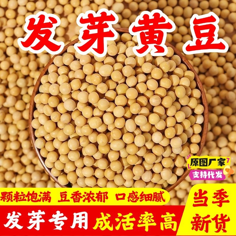 新大豆発芽豆、農家が栽培した非遺伝子組み換えの高品質発芽豆、水耕栽培発芽大豆|undefined