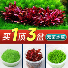 �~��ˮ��ֲ��o����ǰ�����Ī˹������ذ��������ݴ�ڶ������