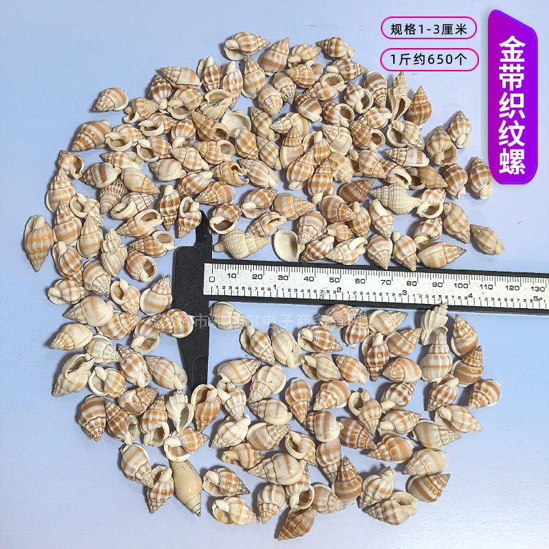 貝殻と法螺貝 1～2cmをポンド単位で販売、貝殻と砂を混ぜて手作りのDIYテーブルを製作、ドリフトボトルを製作|undefined
