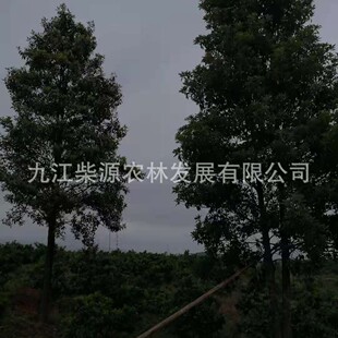 ��ľ���ؼt��ľɏ15���� �t��ľɏ20���� �t��ľɏ8���� �tɫľɏ