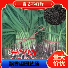 һ�������ļ���Ҷ�������ִ����������Ѵ���ͷ�����Ƥ���ֺ�Ƥ��