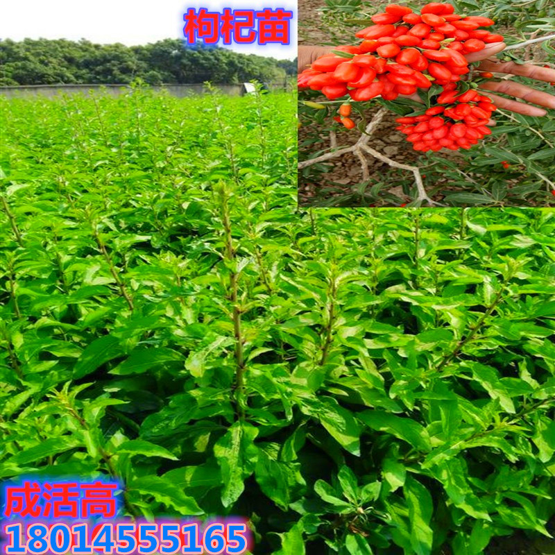 批发大叶枸杞菜枸杞叶枸杞老桩盆景盆栽树苗宁夏枸杞小苗构树枝条