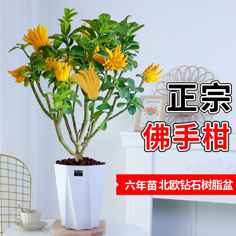 베르가못 6년근 더미 + 다이아몬드 레진 화분(과일이 있는 과일 단계)