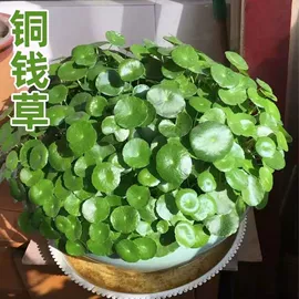 猫猫零食;盆栽;狗狗罐头零食