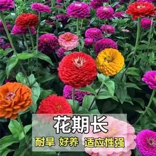 网红款百日草种子室外庭院花种子四季易活阳台耐旱花期长