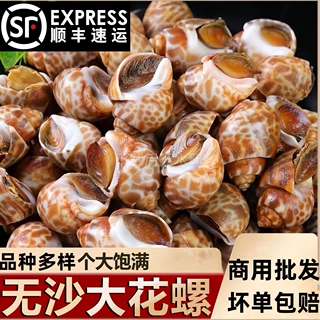 大号花螺商用冷冻海螺冷冻水产短尾花螺捞汁小香螺海鲜顺丰包邮