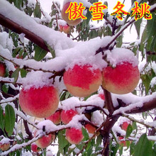 傲雪冬桃树苗南方北方种植巨型嫁接桃树苗特大盆栽地栽当年结果苗
