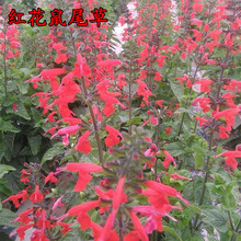 红花鼠尾草种子香草花卉花籽多年生四季易种的盆栽绿植庭院花种子