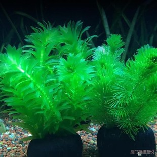 Green chrysanthemum water Roland fish tank oxygen-increasing aquatic plants do not need bottom sand centipede grass ancient method fish landscaping tuo grass hydroponic green plants