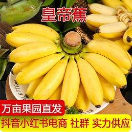 芒果;其他水果;李子/布林