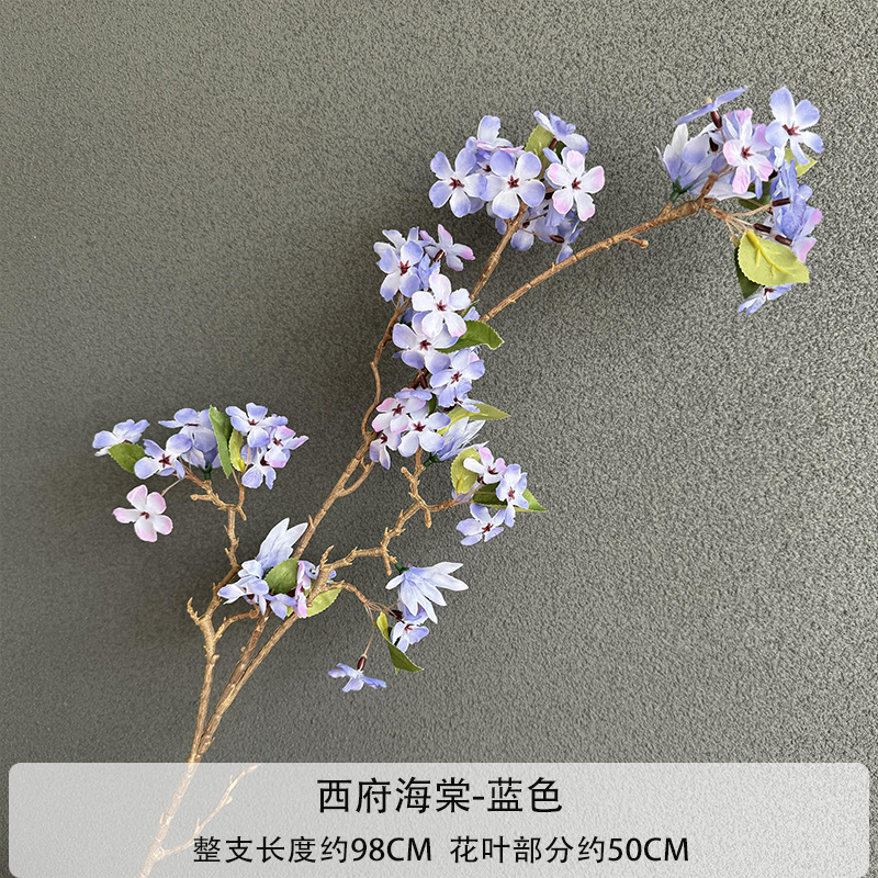 시푸 베고니아