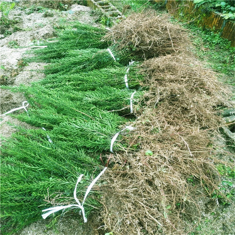 Сычуань Я ''База Оптовая Mandia Taxus Рассада Дерева Вилла Двор Зеленое Растение Горшечный Сад Пейзаж Саженцы