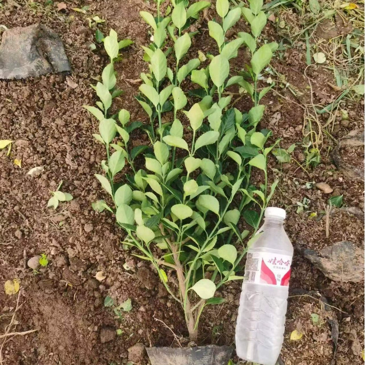 Саженцы евонима, евоним, евоним Цзяодон, живописные живые изгороди с высокой выживаемостью, высококачественные саженцы евонима