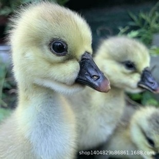 ��Ó�ت{�^�Z�����ش󼃷N�Ҫ{���^���ڳ����Z��С�Z����w