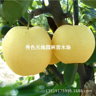 ������Nֲ�����O���ʹ����Ә�����ϱ����޽ӵ���ˮ���������