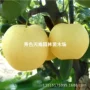地栽嫁接秋月种植梨树苗