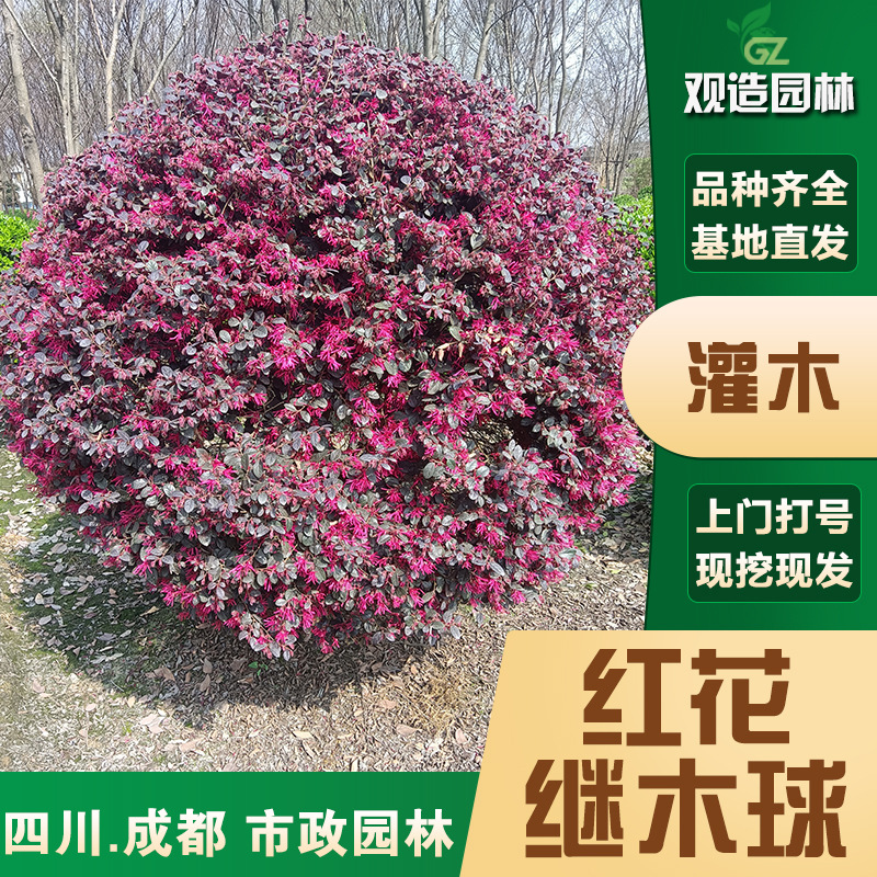 红花继木球树苗四川绿化工程苗木庭院园林景观老桩红花继木观赏