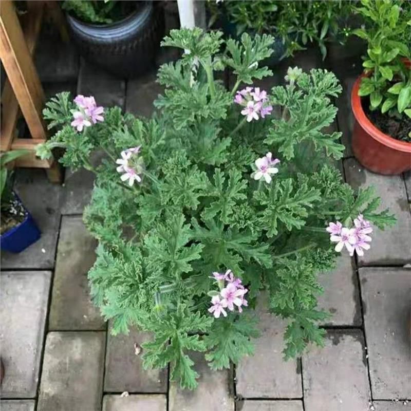 Mosquito Repellent Grass, Geranium Potted Plant, Fragrant Leaves, Natural Mosquito Repellent Plant, Indoor Balcony Courtyard Plant
