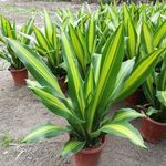 香龙血树金心也门铁巴西铁盆栽室内懒人水培净化空气客厅绿植办公