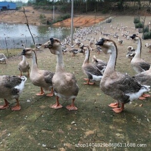 �{�^�Z����һ���ش�N�{���^�ZС�Z�м��N���Ͱ룬�����M���]����