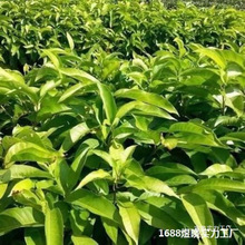 ����N���S��ͥԺ�����m�m�G���S���G�������m���޽��m�����m��