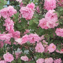 抗寒藤本月季  红色粉色大花 庭院爬藤植物  花卉盆栽  园林绿化