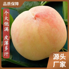 无锡水蜜桃礼盒装甜桃子新鲜水果现摘湖景白凤软桃