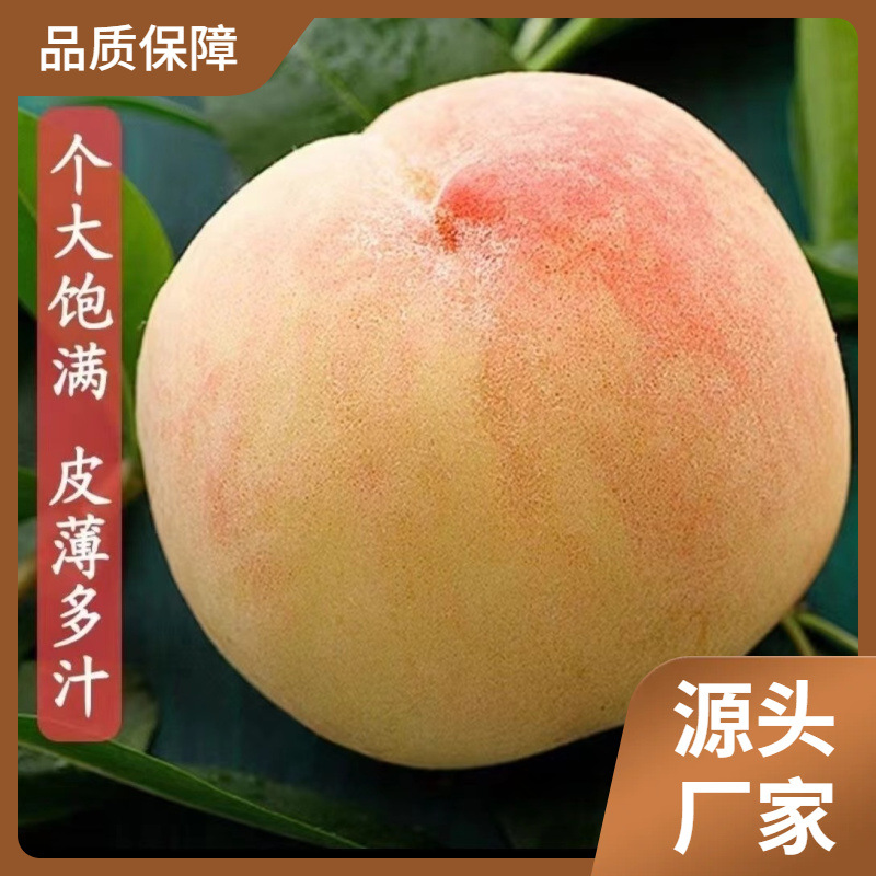 无锡水蜜桃礼盒装甜桃子新鲜水果现摘湖景白凤软桃