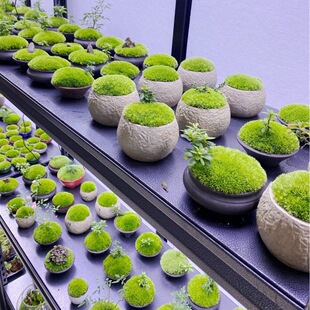 �r��̦�\΢���^��̦�辰����GֲDIY����Ҿ�����С�����ļ�����