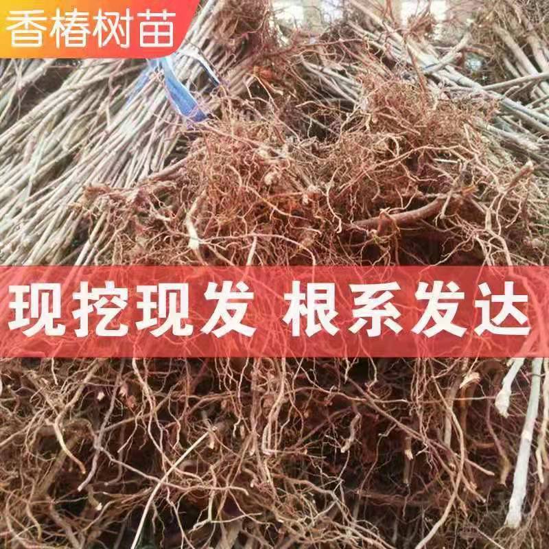 红油香椿苗绿油香椿树苗盆栽地栽北方南方种植香椿芽食用香椿树苖