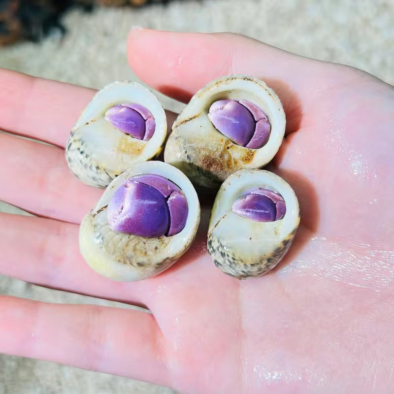 陸生ヤドカリ 初心者向けペット 生物 淡水 デスクトップ パープル ランド グレー ホワイト ダークパープル 観賞用カニ 怠惰なペット|undefined