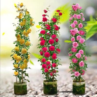 Rose Seedlings, Vines, Large-Flowered Fragrant Courtyard Climbing Plants, Flower Pots, European Moon Roses, Blooming in All Seasons