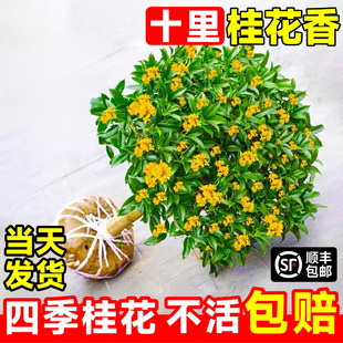 𻨘ļ҃Ȼֲ𵤹ͥԺ;Gֲ_