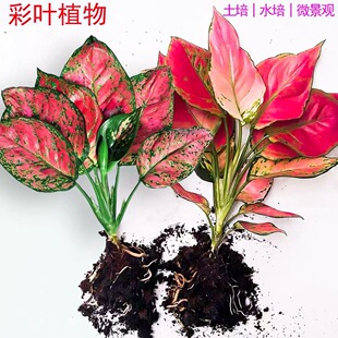 ���⼪���t�f��tˮ��ֲ���҃�ˮ�B���ܰlؔ�主�F����
