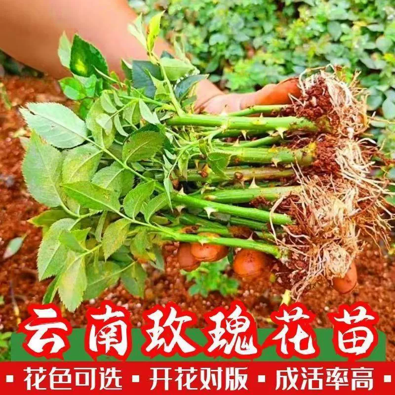 Основа для рассады роз, прямая доставка, четырехсезонная цветущая роза, цветы в горшках, уличные морозостойкие, засухостойкие, дворовые розы, рассада