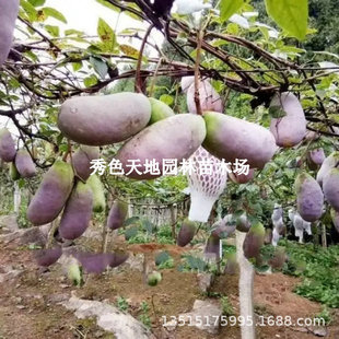 �o�Ѱ��¹Ϙ���Ұ������ը�����ϱ����ļ��Nֲ���ٹ����箔��Y��