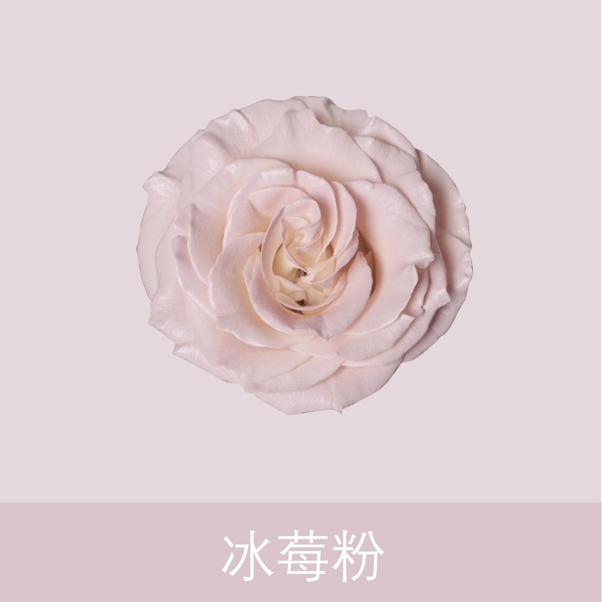 Material de embalaje de flores frescas Agente de tinción en aerosol de flores secas Salsa de ciruela negra Pintura en aerosol de flores Pintura en aerosol de flores Agente de color de flores