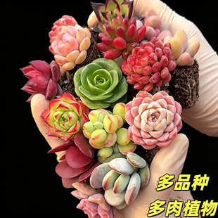 ����ֲ������Ԯa���N���lС���⻨�ܽM����������ֲ����ʯ����¶